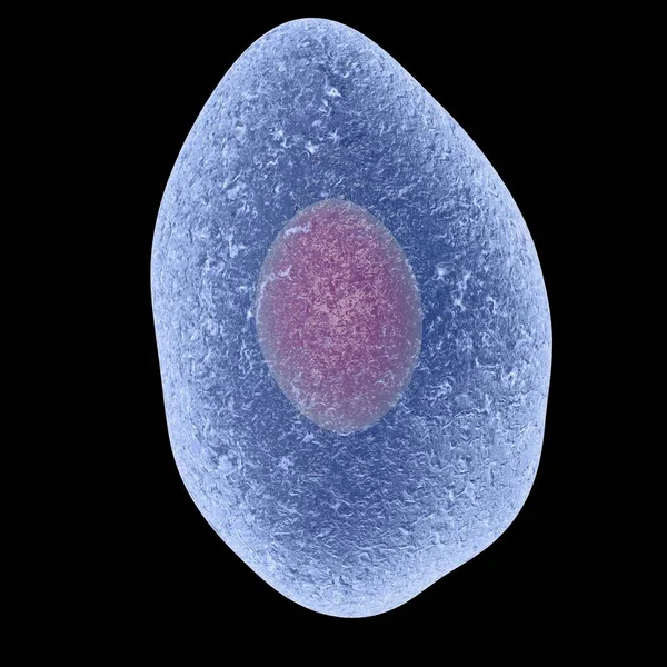 Pneumocystis Jirovecii Формально Названий Pneumocystis Carinii Ізольований Чорному Тлі Опортуністичний — стокове фото