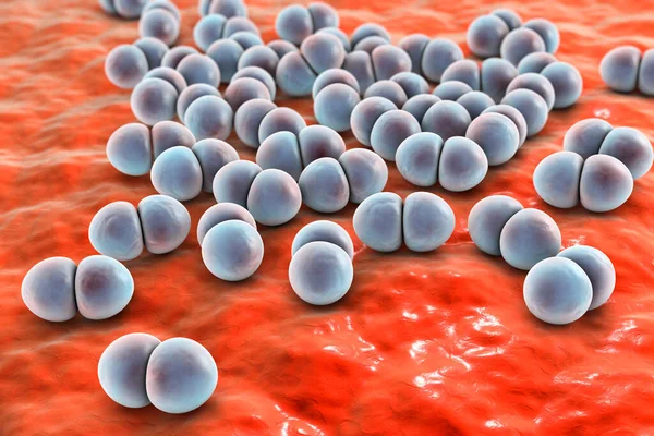 Bacterias Neumococos Streptococcus Pneumoniae Bacterias Esféricas Grampositivas Diplococos Que Causan —  Fotos de Stock