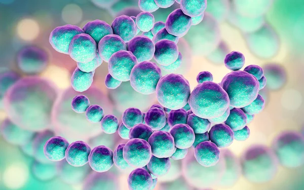Bakterie Peptococcus Anaerobní Gram Pozitivní Koky Jsou Součástí Lidského Mikrobiomu — Stock fotografie