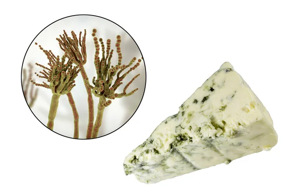 Τυρί Ροκφόρ Και Μύκητες Penicillium Roqueforti Που Χρησιμοποιούνται Στην Παραγωγή — Φωτογραφία Αρχείου
