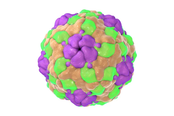 Human Parechovirus White Background Ілюстрація Пареховіруси Викликають Респіраторні Шлунково Кишкові — стокове фото