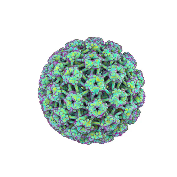 Папіломавіруси Людини Ізольовані Білому Тлі Вірус Який Викликає Бородавки Розташовані — стокове фото