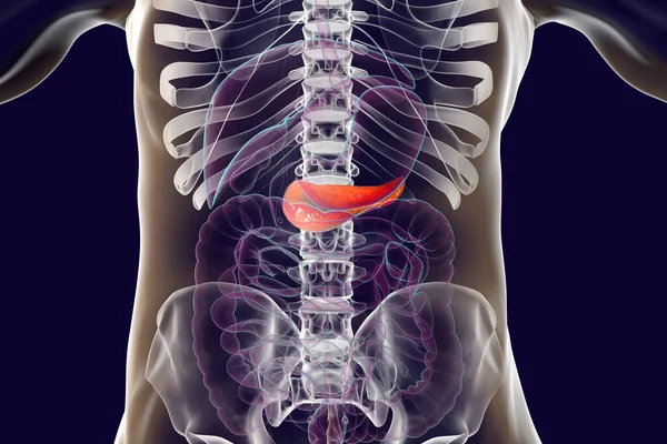 Human Pancreas Anatomy Illustration Showing Organs Digestive System Highlighted Pancreatic — Stock Photo, Image