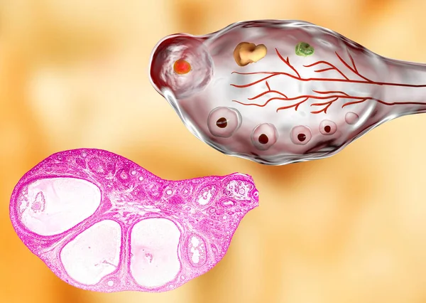 卵巢横断面显示原生 原生和次生卵泡 血红素 血红素染色 放大镜200X及3D图解 — 图库照片