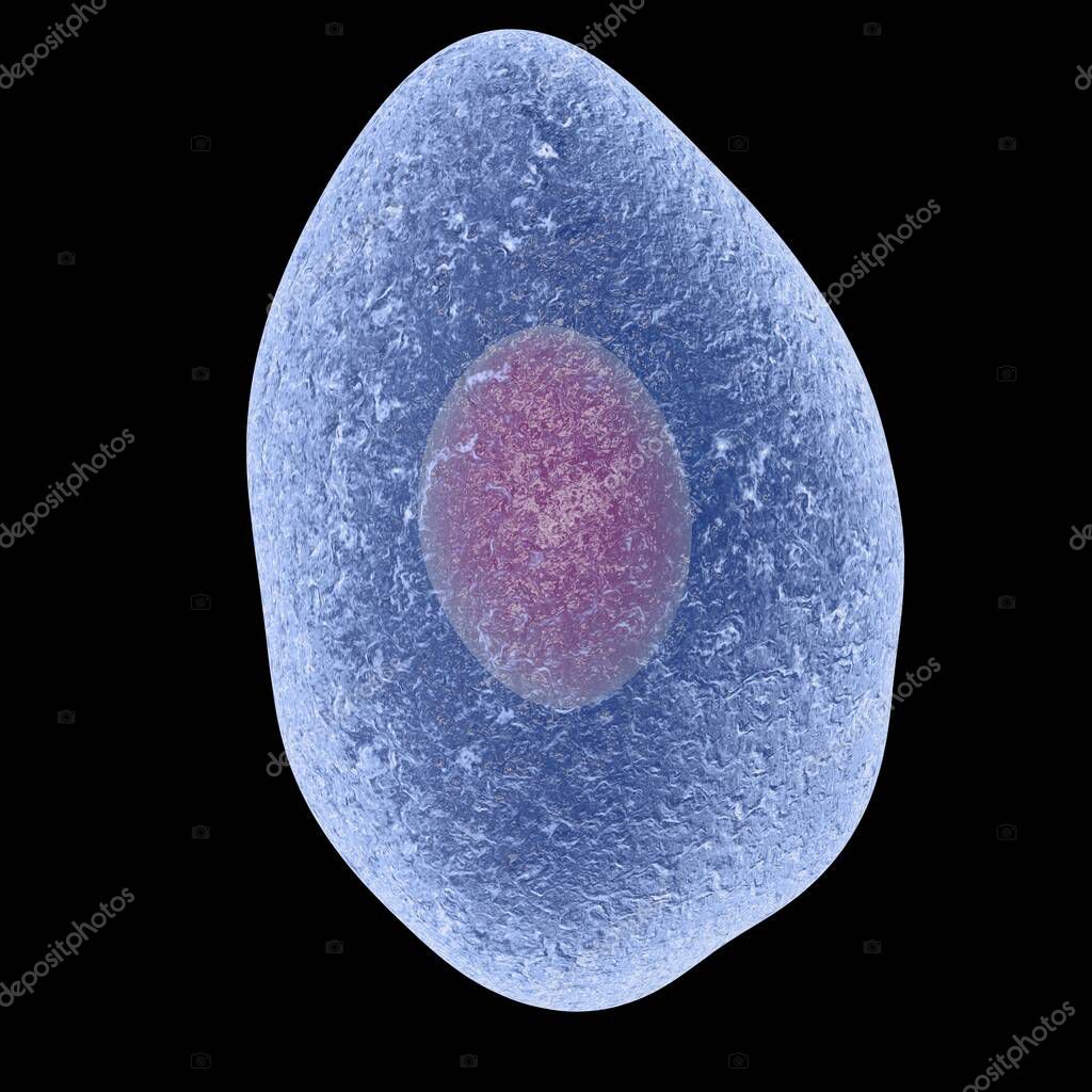 Pneumocystis jirovecii, anteriormente llamado Pneumocystis carinii ...