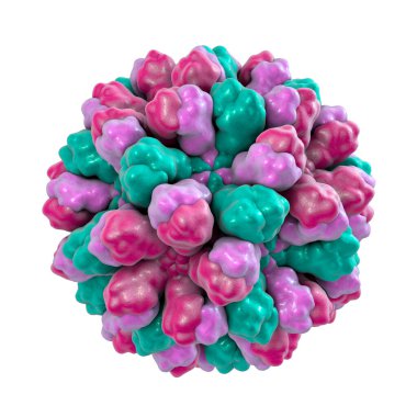 Norovirüs, Norwalk virüsü, ayrıca kış kusma böceği olarak da bilinir, Caliciviridae familyasından RNA virüsü, ishal, kusma ve mide ağrısıyla karakterize edilen mide iltihabının nedensel faktörü. 3B illüstrasyon