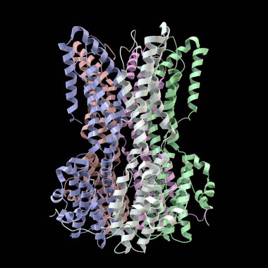 Bestrophin-1 (En İyi 1) proteininin moleküler modeli, 3 boyutlu illüstrasyon. Hücrelerdeki kalsiyum sinyallerini düzenleyen bir protein. Best1 'in mutasyonu bir grup dejeneratif retinal hastalığa neden olur.