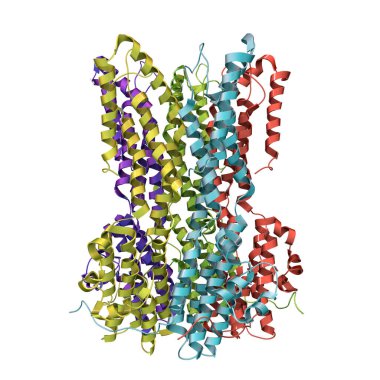 Bestrophin-1 (En İyi 1) proteininin moleküler modeli, 3 boyutlu illüstrasyon. Hücrelerdeki kalsiyum sinyallerini düzenleyen bir protein. Best1 'in mutasyonu bir grup dejeneratif retinal hastalığa neden olur.