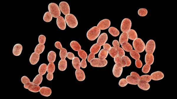 Rhodotorula Fungi Illustration Pigment Producing Yeasts Immunocompromised Patients Central Venous — Stock Photo, Image
