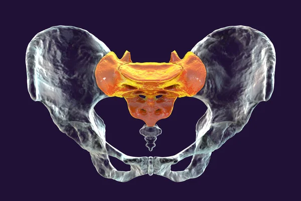 Sacrum Kemiğinin Anatomisi Karmaşık Detaylarını Özelliklerini Gözler Önüne Seriyor Boyutlu — Stok fotoğraf