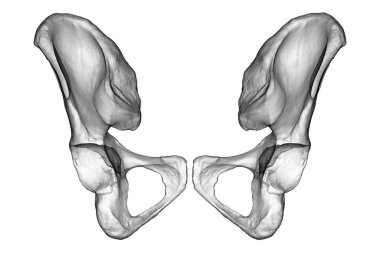 Coxal kemiklerin anatomisi. Karmaşık detaylarını ve özelliklerini gözler önüne seriyor. Üç boyutlu illüstrasyon. Arkadan bak. Eğitim ya da tıbbi amaçlar için mükemmel