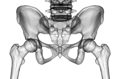 Anatomy of the pelvis bones, including the ilium, ischium, sacrum, and pubis, photorealistic 3D illustration. Front view. Perfect for educational or medical purposes. clipart