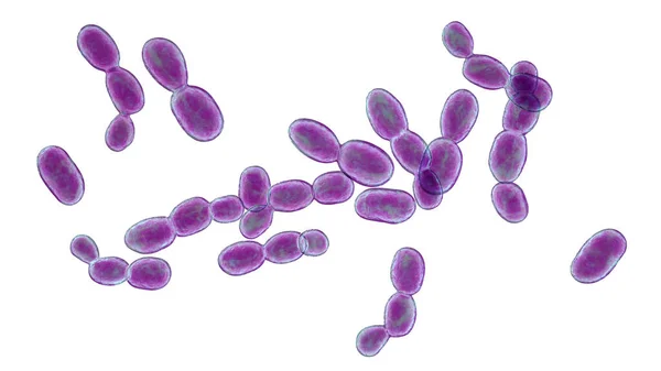 Rodotorula真菌 3Dイラスト 酵母を産生色素 免疫不全および中枢静脈カテーテルを有する患者では 真菌血症を引き起こす 心内膜炎 腹膜炎 髄膜炎およびその他の感染症 — ストック写真