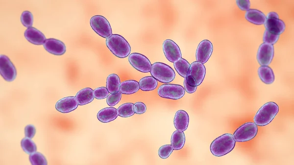 Rhodotorula Gombák Illusztráció Pigment Termelő Élesztők Immunkompromittált Betegek Centrális Vénás — Stock Fotó