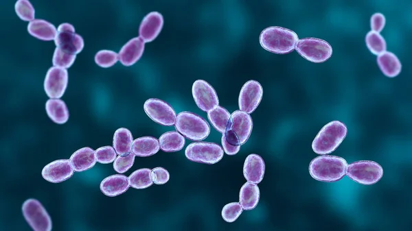 Rhodotorula Fungi Illustration Pigment Producing Yeasts Immunocompromised Patients Central Venous — Stock Photo, Image