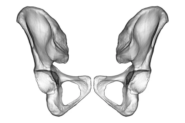 Coxal Kemiklerin Anatomisi Karmaşık Detaylarını Özelliklerini Gözler Önüne Seriyor Boyutlu — Stok fotoğraf