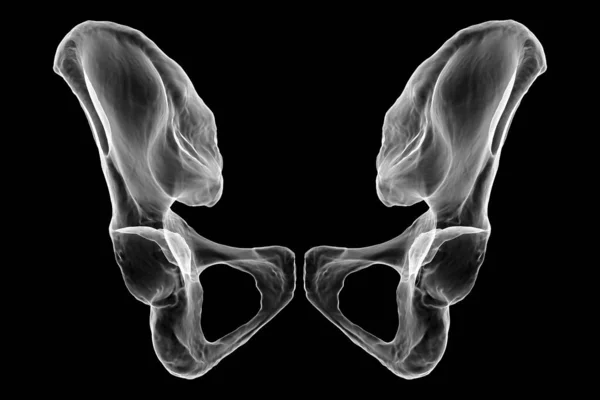 Анатомія Коксальних Кісток Демонструють Свої Складні Деталі Особливості Ілюстрація Вид — стокове фото