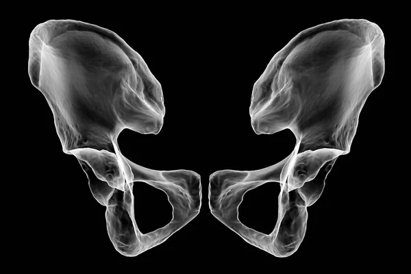 Anatomi Tulang Coxal Menampilkan Rincian Rumit Mereka Dan Fitur Ilustrasi — Stok Foto