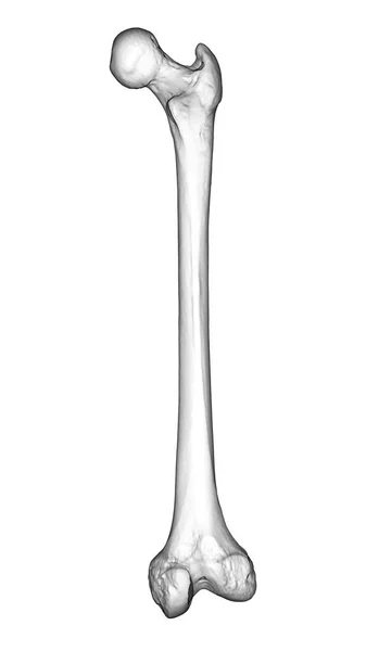 Femur Bone Largest Bone Human Body Located Thigh Illustration Showcasing — Stock Photo, Image