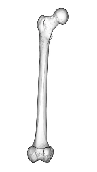 Femur Bone Largest Bone Human Body Located Thigh Illustration Showcasing — Stock Photo, Image