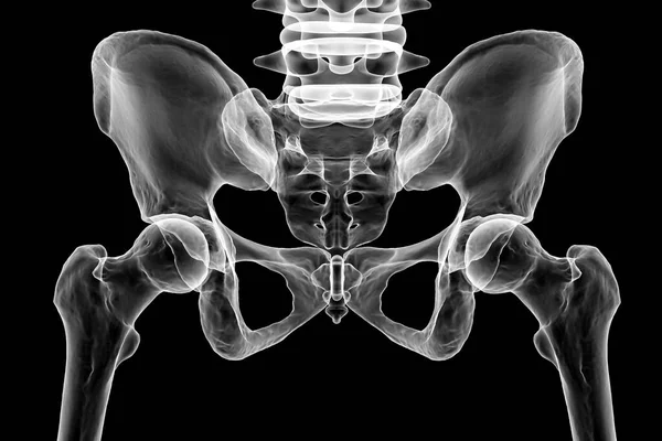 イリュウム イシウム サクラム パビスなどの骨盤骨の解剖学的構造 フォトリアリスティック3Dイラスト 正面図 教育や医療目的に最適です — ストック写真
