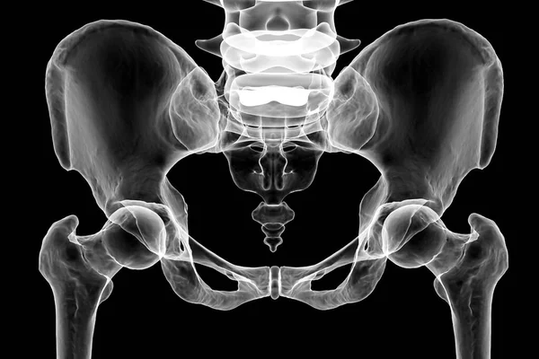 骨盆骨的解剖 包括睫毛 等腰骨 骶骨和耻骨 摄影逼真的3D图像 前面的景色最适合教育或医疗用途 — 图库照片