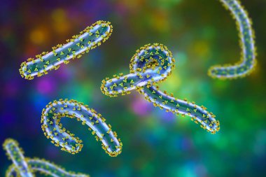 Marburg virüsleri, 3 boyutlu illüstrasyon. Marburg kanamalı ateşine neden olan RNA virüsleri. Ebola virüsü gibi Filoviridae familyasına ait.