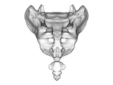 Leğen kemiği anatomisi, kalça kemiği, iskiyum, sakrum ve kasık kemiği, fotorealistik üç boyutlu illüstrasyon. Arkadan bak. Eğitim ya da tıbbi amaçlar için mükemmel