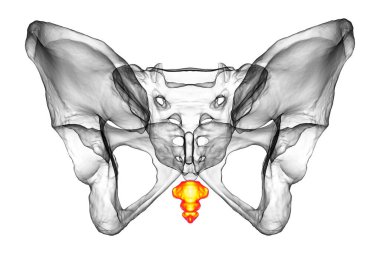 Kuyruk sokumu kemiğinin anatomisi. Karmaşık detaylarını ve özelliklerini sergiliyor. Arka plan, üç boyutlu illüstrasyon. Eğitim ya da tıbbi amaçlar için mükemmel