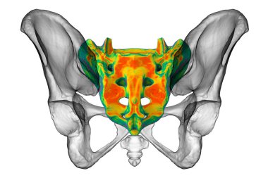 Sacrum kemiğinin anatomisi, karmaşık detaylarını ve özelliklerini gözler önüne seriyor, üç boyutlu illüstrasyon. Eğitim ya da tıbbi amaçlar için mükemmel