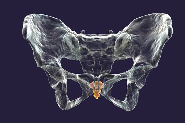 Anatomia Dell Osso Coccige Mostra Suoi Intricati Dettagli Caratteristiche Vista — Foto Stock
