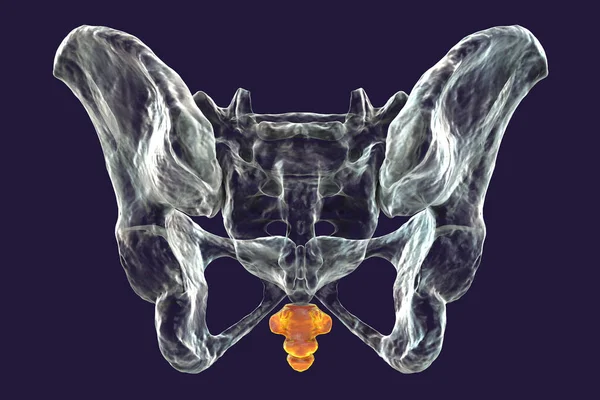 꼬리뼈의 해부학은 백미러 삽화를 보여준다 교육이나 의학적 목적에 완벽하다 — 스톡 사진
