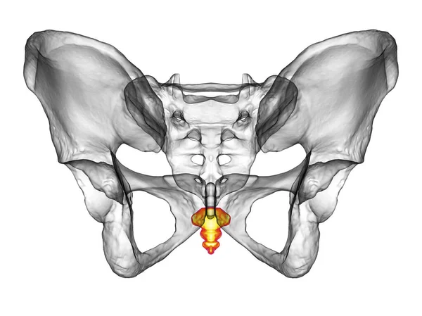 同軸骨の解剖学的構造は その複雑な詳細と特徴 フロントビュー 3Dイラストを紹介しています 教育や医療目的に最適です — ストック写真
