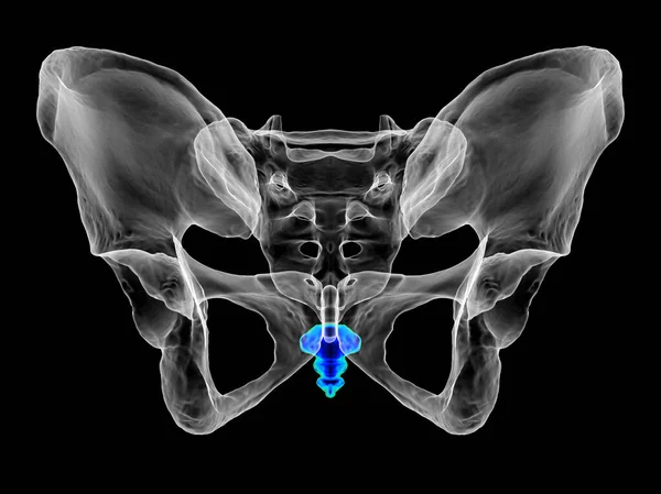 Анатомия Кокосовой Кости Демонстрирующая Интригующие Детали Особенности Вид Спереди Трехмерная — стоковое фото