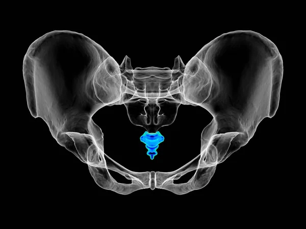 Анатомія Кістки Кокциксу Демонструє Його Складні Деталі Особливості Ілюстрації Ідеально — стокове фото