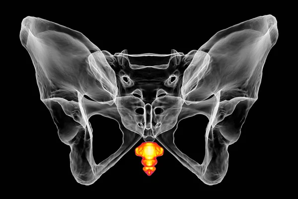 Анатомія Кістки Кокциксу Демонструє Його Складні Деталі Особливості Вид Ззаду — стокове фото