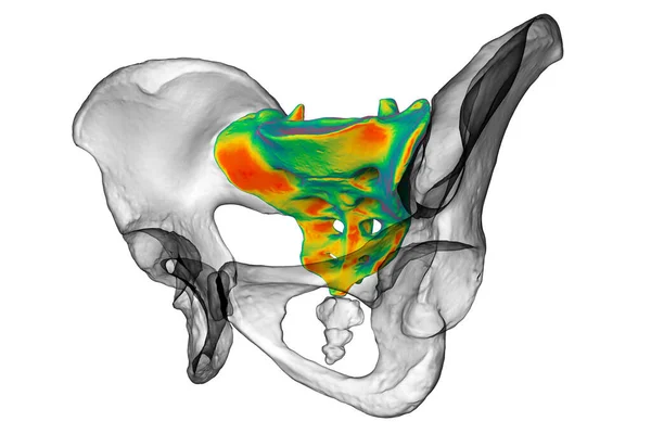 仙骨の解剖学 その複雑な詳細と機能 3Dイラストを紹介します 教育や医療目的に最適です — ストック写真