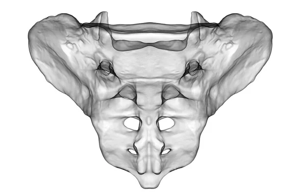 白い背景に隔離された仙骨の3D医療イラストは その形状 および解剖学的特徴を示しています 正面図 — ストック写真