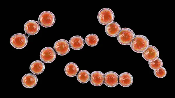 Mikroskopowe Grzyby Lacazia Loboi Czynnik Sprawczy Lobomycosis Przewlekłej Choroby Skóry — Zdjęcie stockowe