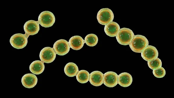 Microscopic Fungi Lacazia Loboi Causative Agent Lobomycosis Chronic Skin Disease — стоковое фото