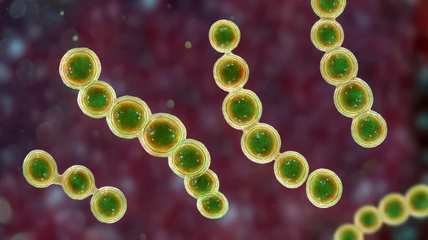 Mikroskopiska Svampar Lacazia Loboi Det Orsakande Ämnet För Lobomykos Kronisk — Stockfoto