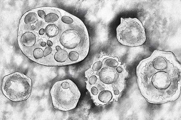 顕微鏡下で異なる形状のヒト細胞 スケッチスタイルでデジタルイラスト — ストック写真