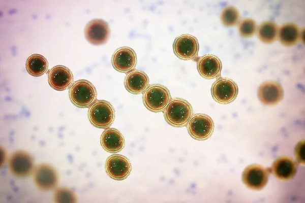 Champignons Microscopiques Lacazia Loboi Agent Causal Lobomycose Une Maladie Chronique — Photo