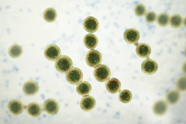 Fungo Microscópico Lacazia Loboi Agente Causador Lobomicose Uma Doença Crônica — Fotografia de Stock