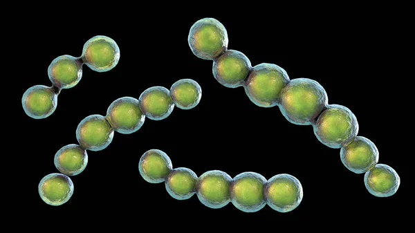 Microscopic Fungi Lacazia Loboi Causative Agent Lobomycosis Chronic Skin Disease — стоковое фото