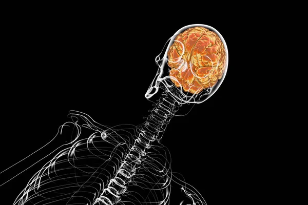 Beyni Olan Bir Insan Iskeleti Insan Beyninin Karmaşık Yapısını Kafatasının — Stok fotoğraf