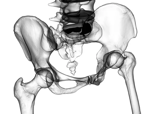 Medencecsontok Anatómiája Beleértve Iliumot Ischiumot Keresztcsontot Szeméremcsontot Fotoalisztikus Illusztráció Előre — Stock Fotó