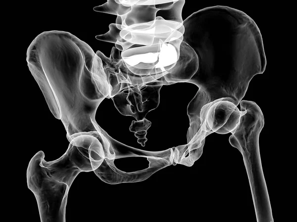 Анатомія Тазових Кісток Включаючи Ізоїд Ішій Крейду Пабіс Фотореалістична Ілюстрація — стокове фото