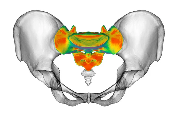 仙骨の解剖学 その複雑な詳細と機能 3Dイラストを紹介します 教育や医療目的に最適です — ストック写真