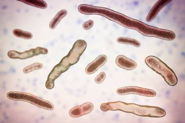 Elizabethkingia meningoseptika bakterisi, 3 boyutlu illüstrasyon. Eskiden 